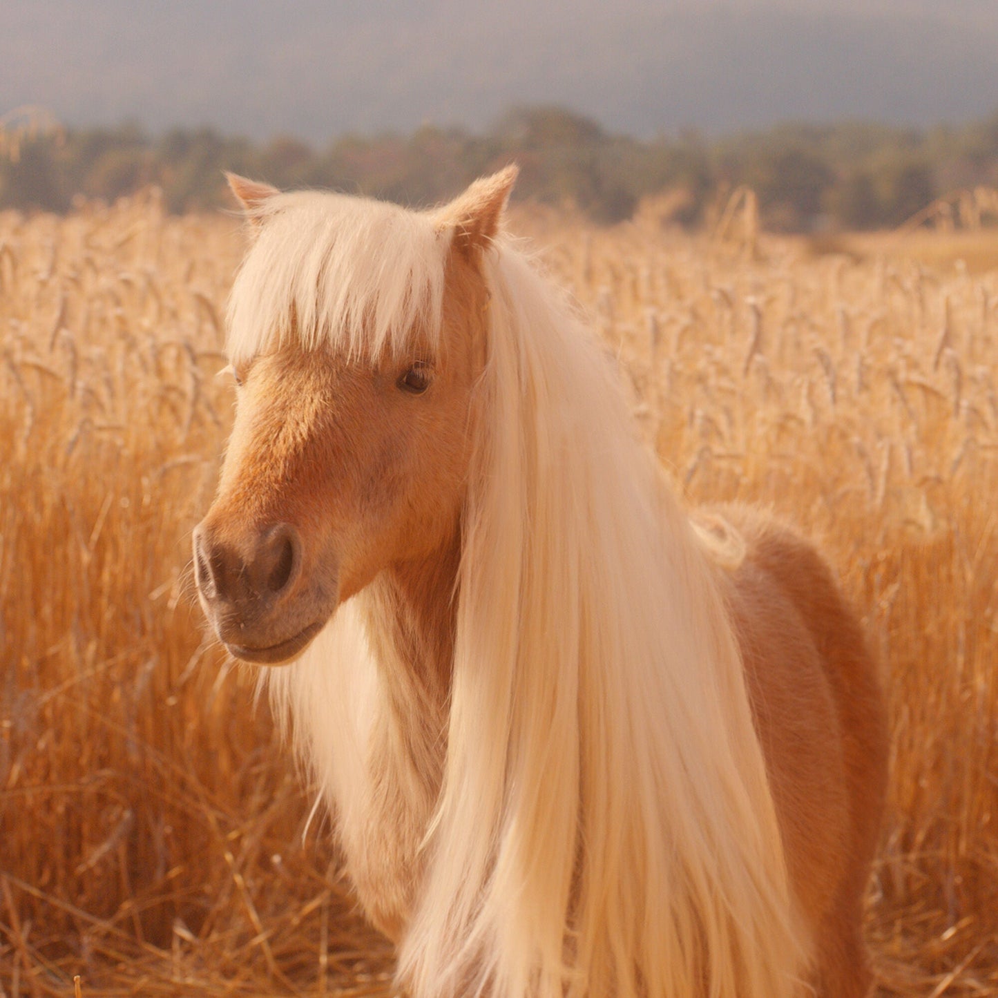 halo-glow-liquid-filter-i7 pony_pdp_2_e2011e9a-b9dd-4967-9b0f-b2fb03df5f80.jpg